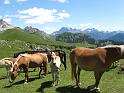 DOLOMITI2009 (118)